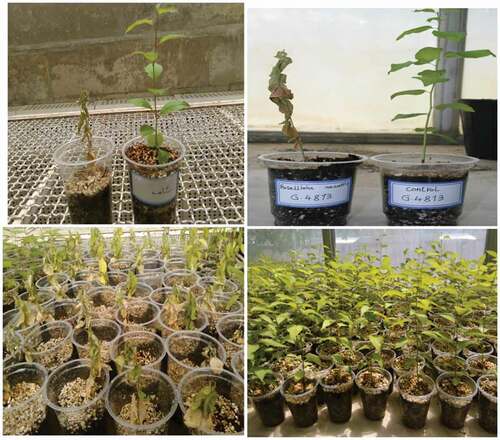 Figure 1. Effect of Roselinia fungus treatment on plum genotypes