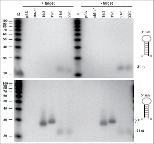 Figure 7. Processing of the 3′/5′ strands of AgoshRNAs in the presence of a complementary target RNA. HEK 293T cells were transfected with regular shRNA (21/5 and 22/5) or AgoshRNA (19/3 and 19/5) constructs and a reporter construct encoding a transcript with a complementary target sequence. As a control, a reporter encoding an irrelevant target sequence (shNef) was used. Total RNA was isolated from the transfected cells and subjected to RNA gel blot analysis to analyze the cleavage products and putative modification by tailing and/or trimming. Lane M contains an RNA size ladder. The hairpin side that was probed is marked in the cartoon on the right.