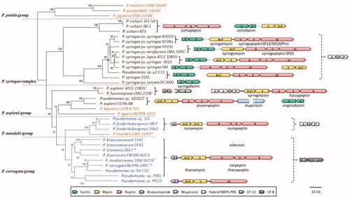Figure 2. Overview of the NRPS-based systems for synthesis of LPs of the mycin, peptin, and factin families in Pseudomonas. The phylogenetic tree is based on the concatenated analysis of 16S rRNA, gyrB, rpoB, and rpoD genes (Mulet et al. Citation2010). The distance matrix was calculated by the Jukes-Cantor method and the dendrogram was generated by neighbour joining (NJ, bootstrap 1000). Phylogenetic groups/complexes are delineated (dashed lines). Three strains of the P. putida group were included as an outgroup. Reference strains are indicated in orange and correspond to those used by Hesse et al. (Citation2018). Strains harbouring the LPQ island organization are highlighted in blue and an asterisk indicates those without the additional LP-8 BGC. The LPQ genomic sequence of thanamycin producer P. fluorescens DSM 11579 (not shown) is nearly identical (99%) to the one of Pseudomonas sp. 7SR1. The arrows represent NRPS genes and are coloured according to the type of CLP synthesized. The number of modules for incorporation of consecutive amino acids by the respective encoded NRPS enzymes is indicated. The number “1S” refers to a module lacking an A-domain (see Figure 1). Chemically characterized LPs are indicated in the figure (names aligned horizontally and vertically with corresponding producer and BGC, respectively) and listed, together with the peptide sequence of predicted ones, in Table 1. The mupirocin PKS BGC is drawn without individual genes and not to scale (broken arrow). Two types of uncharacterized hybrid NRPS-PKS systems, Hybrid NRPS-PKS-1 (three genes) and Hybrid NRPS-PKS-2 (four genes), are shown in light grey and their genes encoding a NRPS with carboxyterminal PKS domains are marked with an asterisk. Solid connectors between genes correspond to a distance <10 kb, dotted connectors 10–50 kb and blank space >50 kb. A detailed version of the BGCs, where described NRPS genes are labelled, is available in Figure S1.