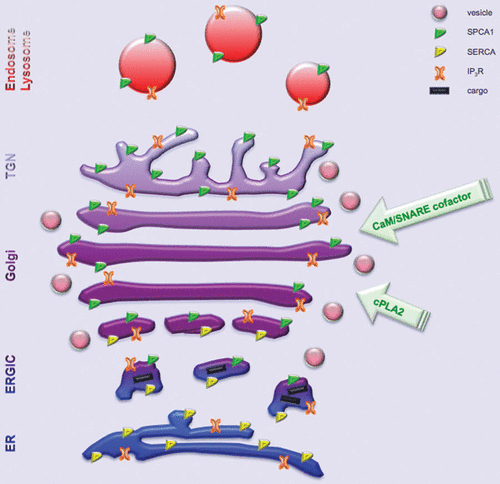 Figure 1 Schematic representation of the (sub)compartmental distribution of SPCA1 along the secretory pathway. SPCA1 is prevalent on the lateral rims of the Golgi cisternae, in the most cis- and trans-Golgi and on the endo/lysosomal compartment, but not on ER membranes. SERCA is typically present on ER membranes and overlapping with SPCA1 distribution only in the most cis-Golgi (ERGiC and cis-Golgi). The arrival of cargo to the GA induces the release of Ca2+ from the IP3R which induces a relocation on the GA of membrane remodeling enzymes (i.e., cPLA2) as well as calmodulin (CaM) and SNARE cofactors Ca2+-sensitive; this redistribution is crucial to orchestrate the SNARE fusion machinery which coordinates the fusion events necessary for the protein trafficking through the GA. Subsequently, the restoration of the basal [Ca2+]cyt requires the activation of the SPCA1, that transfers the increased [Ca2+]cyt into the GA lumen. The diluted colors from the darker ER to the clearest TGN indicates decreasing lumenal [Ca2+].
