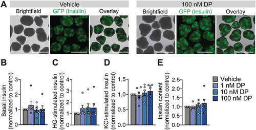 Figure 3. DP has no effects on insulin secretion or insulin content in human SC-islets. (a) Representative images showing SC-islet morphology following 48-hour exposure exposed to vehicle (DMSO) or DP (1, 10 nM). SC-islets were derived from INS-2A-EGFP stem cell line so GFP+ cells represent insulin+ cells. Insulin secretion in response to (b) low glucose (LG; 2.8 mM), (c) high glucose (HG; 16.7 mM), and (d) 30 mM KCl was assessed 48-hours post-exposure. (e) Total insulin content was measured in lysed cells. Data are normalized to the vehicle control condition for each endpoint (n = 6 biological replicates, i.e. differentiations per condition). Data represent mean ± SEM. Individual datapoints represent biological replicates. *p-value < .05 (two-way ANOVA with Tukey post-hoc). Scale bars = 750 µm.