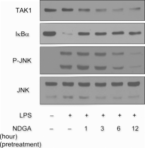 Figure 5.  The time-course of NDGA effect on TAK1 protein level and on the related signaling pathway. The changes in the degradation of IκBα and phosphorylation of JNK upon LPS treatment with the variation of NDGA pretreatment time in RAW264.7 cell. NDGA was pretreated for various times, followed by LPS treatment. The cells were treated with 100ng/ml LPS for 1 hour and harvested for the western blot analysis.