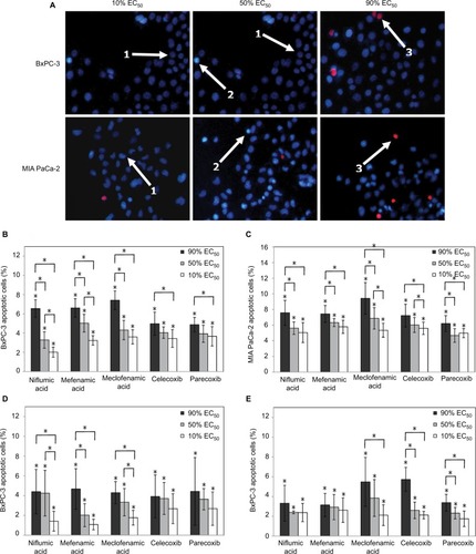 Figure 4 Apoptosis and necrosis by NSAIDs in BxPC-3 and MIA PaCa-2 cell lines.Notes: BxPC-3 and MIA PaCa-2 cells after incubation with meclofenamic acid (1, viable cells; 2, apoptotic cells; and 3, necrotic cells); cells were stained with Hoechst 33342 and propidium iodide; magnification 100× (A). Effect of NSAIDs on apoptosis of BxPC-3 cells (B). Effect of NSAIDs on apoptosis of MIA PaCa-2 cells (C). The percentage of necrotic cells in BxPC-3 cell line (D). The percentage of necrotic cells in MIA PaCa-2 cell line (E). The asterisks (*) indicate p<0.05.Abbreviations: EC50, half maximal effective concentration; NSAIDs, non-steroidal anti-inflammatory drugs.