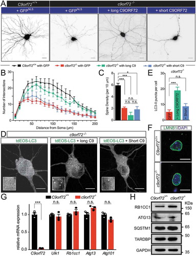 Figure 6. The long, but not the short, isoform of C9orf72, partially rescues the autophagy and the dendritic arborization phenotype. (a) Images of transfected hippocampal neurons from control and c9orf72 knockout mice. Nuclear-localized GFP and membrane-bound mCherry linked by P2A peptide (GFPNLS-P2A-mCherryCAAX, pSYC97), or long or short C9orf72 isoform replacing GFPNLS were examined for their effects on dendritic arborization and autophagy in c9orf72 knockout neurons. Genotypes of neurons are listed in the top panel. The second panels indicate the rescue constructs used: GFPNLS (GFPNLS-P2A-mCherryCAAX, long C9orf72 (long C9ORF72-P2A-mCherryCAAX), and short C9orf72 (short C9ORF72-P2A-mCherryCAAX). The images are presented in gray scale and inverted color. Scale bar: 20 µm. (b,c) Sholl analysis of dendritic arborization (b) and spine density (c) of the rescue experiments (at least 4 independent experiments, N > 3 neurons per genotype per experiment, n.s.: not significant, *, p < 0.05; **, p < 0.01; ***, p < 0.001). (d) Fluorescent images of c9orf72 knockout hippocampal neurons transfected with photo-convertible GFP (tdEOS)-tagged LC3 without or with long C9orf72 (long C9ORF72-P2A-mCherryCAAX) or with short C9orf72 (short C9ORF72-P2A-mCherryCAAX) rescue constructs. Insets show a scaled-up image of the boxed region. Scale bar: 10 µm. (e) Quantification of LC3-II puncta in c9orf72 knockout hippocampal neurons with or without the long C9orf72 rescue construct (at least 3 independent experiments N > 3 neurons per genotype per experiment, ***, p < 0.001). (f) LMNB1-immunofluorescent images of hippocampal neurons from control and c9orf72 knockout mice. Nuclear envelopes were apparently normal in both wild-type and c9orf72 knockout hippocampal neurons. Scale bar: 10 µm. (g) Relative mRNA expression levels of C9orf72, Ulk1, Rb1cc1, Atg13, and Atg101 in primary cortical neurons cultured from wild-type and c9orf72 knockout mice. At least 3 independent cultures were used (n.s.: not significant; ***, p < 0.001). (h) Immunoblots of RB1CC1, ATG13, SQSTM1, TARDBP and GAPDH on protein lysates of primary cortical neurons cultured from wild-type and c9orf72 knockout mice.