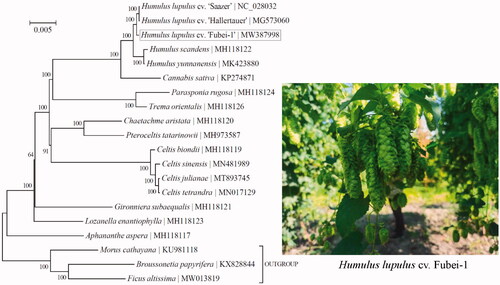 Figure 1. Phylogeny of 17 taxa within the family Cannabaceae based on the Bayesian analysis of chloroplast protein-coding genes. The best-fit nucleotide substitution model is ‘GTR + G+I’. The support values were placed next to the nodes. Three taxa within the family Moraceae (i.e. Broussonetia papyrifera, Ficus altissima, and Morus cathayana) were included as outgroup taxa.