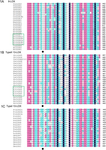 Figure 1. Multiple alignment of LOX amino acid sequences from F. tataricum and other plants (A–C). Note: Black dots represent the characteristic amino acids of 9-LOXs.