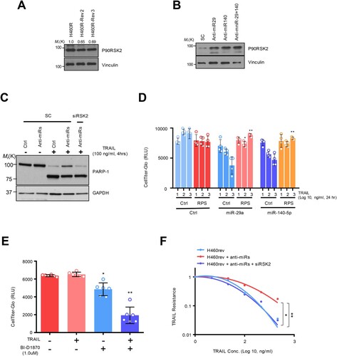 Figure 3. RSK2 is responsible for H460 revertant phenotype. (A and B) Western blot analysis showing the alteration of RSK2 expression in H460R revertant cell. (C) Western blot analysis showing increased PARP-1 cleavage by targeting RSK2. H292 TRAIL-sensitive cells were treated with anti-miR-29 / -140 with siRSK2 siRNAs for 48h. Subsequently the cells were treated by TRAIL, followed by performing Western blot analysis as indicated antibodies. (D) Cell survival of the H460R cells in RSK2-dependent manner. The precursor of miR-29a or -140-5p was co-transfected with either empty vector or pcDNA-RPS6KA3 plasmid for 48h, and the cells were subsequently stimulated by TRAIL as indicated. After that, the CellTiter-Glo assay was performed to determine cell survival rate. P-value was calculated by two tailed student t-test (*p < 0.05, **p <0.01). (E) Enhanced TRAIL-sensitivity by pharmacologic inhibition of RSK2 activity. BI-D1870 was treated to H460R as indicated, and cell survival rate was determined by CellTiter-Glo assay. Bars shows mean ±SD (n = 6) and the p-values were calculated by two-tailed student t-test (* p < 0.01, **p < 0.001). (F) The re-sensitized TRAIL-sensitivity upon RSK2 suppression in cells harboring anti-miR-29 and -140-5p. Bars shows mean ±SD (n = 4) and the p-values were calculated by two-tailed student t test (*p < 0.01, **p < 0.001).