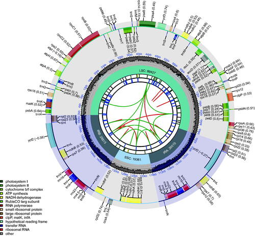 Figure 2. Schematic of the ‘Fengmiguan’ jujube chloroplast genome. The map contains six tracks. From the center outward, the first track shows the dispersed repeats. The dispersed repeats consist of direct (D) and palindromic (P) repeats, connected with red and green arcs. The second track shows the long tandem repeats as short blue bars. The third track shows the short tandem repeats or microsatellite sequences as short bars with different colors. The colors, type of repeat they represent, and the description of the repeat types are as follows: black: c (complex repeat); green: p1 (repeat unit size = 1); yellow: p2 (repeat unit size = 2); purple: p3 (repeat unit size = 3); blue: p4 (repeat unit size = 4); orange: p5 (repeat unit size = 5); red: p6 (repeat unit size = 6). The small single-copy (SSC), inverted repeat (IRa and IRb), and large single-copy (LSC) regions are shown on the fourth track. The GC content along the genome is plotted on the fifth track. Genes are color-coded according to their functional classification. The transcription directions for the inner and outer genes are clockwise and anticlockwise, respectively. The key for the functional classification of the genes is shown in the bottom left corner.