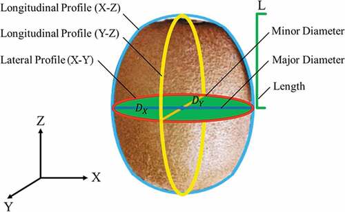 Figure 1. A generic ‘Hayward’ kiwifruit with the major geometrical attributes highlighted: DX = major axis; DY = minor axis; L = length