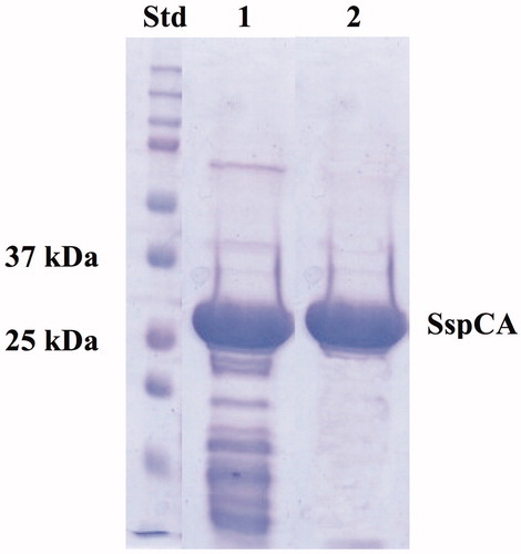 Figure 1. SDS–PAGE of the recombinant SspCA expressed and purified from E. coli. Lane STD, molecular markers, M.W. starting from the top: 250, 150, 100, 75, 50, 37, 25, 20 kDa; Lane 1, SspCA after thermoprecipitation at 70 °C and centrifugation; Lane 2, purified SspCA from His-tag affinity column.