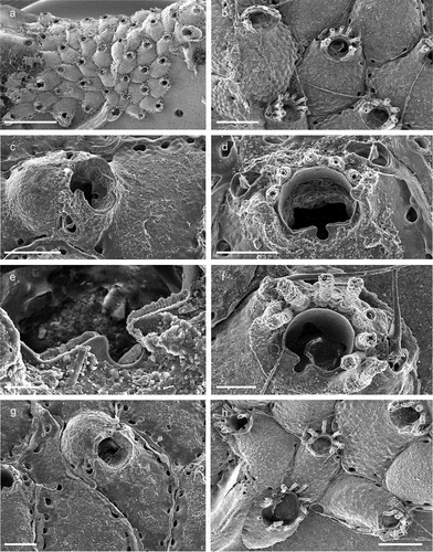 Figure 34. Escharina cf. protecta. (a) Colony. (b) Autozooids. (c) Ovicellate zooid with extensive peristome. (d) Orifice and avicularia. (e) Crenellate condyles. (f) Spines on autozooid. (g) Maternal zooid. (h) Ancestrula with early astogenetic autozooids. Scales: (a) 1 mm; (b, c, g, h) 200 µm; (d) 100 µm; (e) 20 µm; (f) 50 µm.