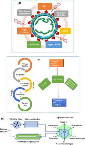 Figure 6. (a) Disinfection methods for efficient inactivation of the SARS-CoV-2 virus in wastewater. (b) The UV inactivation scheme of human infectious viruses in two large-scale wastewater treatment plants in Canada. (c) Schematic representation of an algal-based wastewater treatment system (the figure was adapted from Delanka-Pedige et al. [Citation69] with permission).
