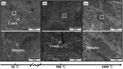 Figure 12. Fracture morphologies of heat-treated SD01-C: (a) at room temperature, (b) at 900°C and (c) at 1000°C.