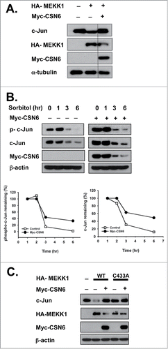 Figure 4. CSN6 rescues MEKK1-mediated c-Jun destabilization. (A) CSN6 inhibits c-Jun destabilization by MEKK1. HEK293T cells were co-transfected with the indicated plasmids, and an immunoblot analysis was performed with c-Jun antibody. (B) CSN6 rescues osmotic stress-induced c-Jun degradation. Cells were transfected with Myc-CSN6 and then treated with 500 mM sorbitol for the indicated times. A Western blot analysis was performed with the same amount of cell lysates. The density of phospho-c-Jun or MEKK1 was measured, and the integrated optical density (IOD) was measured. The turnover of phospho-c-Jun or MEKK1 was indicated graphically. (C) CSN6 hampered WT MEKK1-induced c-Jun degradation. Cells were co-transfected with HA-WT or the PHD/RING finger domain mutant form of MEKK1 (C433A) and Myc-CSN6 and then subjected to immunoblotting with c-Jun antibody.