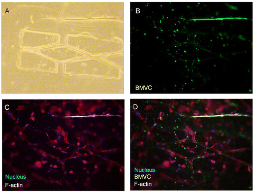 Figure 4. The formation of the microvascular network according to designed pattern. (A) Bright-field image. (B) The fluorescence of the BMVC doped scaffold. (C) Nucleus and actin filaments stained by DAPI and phalloidin. (D) Merged image of the fluorescence from the scaffold, actin, and nucleus. Scale bar: 100 μm.