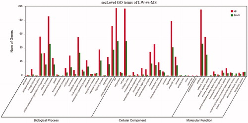 Figure 2. GO analysis of DEGs. LW: Large White; MS: Mashen; GO: Gene Ontology; DEGs: difference expression genes.