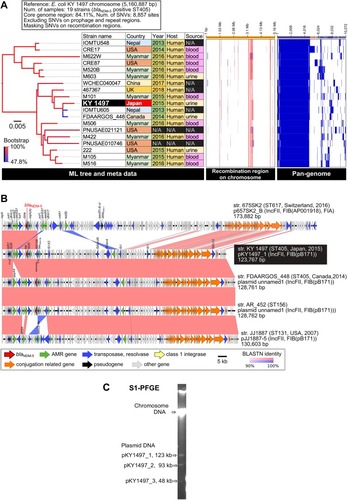 Figure 1 Comparative genomic analysis among 19 strains of blaNDM-5-positive E. coli ST405. (A) Core-genome SNV analysis and pan-genome analysis. Detected SNVs in the repeat and prophage regions were excluded. Recombination regions of the chromosome were predicted using Gubbins v. 2.3.4, followed by masking SNVs in the recombination regions. A maximum likelihood phylogenetic tree was constructed from 8,857 SNV sites in the core genome region. Pan-genomic analysis was performed using Roary v. 3.12.0. The recombination region and pan-genomic data were visualized using Phandango. The red and light blue bars indicate recombination regions of the ancestral type and single isolate, respectively. The blue bars in pan-genomic data indicate the presence of a gene cluster. (B) Comparative representation of complete blaNDM-5-positive plasmid sequences among five E. coli strains. The plasmid sequences were aligned using BLASTN, followed by visualization using Easyfig. Similarity of homologous and inversion blocks is indicated in red and blue, respectively. The backbone of the IncFII-IncFIB(pB171) plasmids is highly conserved among the different ST types. (C) S1-PFGE analysis of E. coli KY1497.