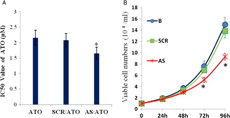 Figure 1. Depletion of VEGF-regulated K562 cell proliferation and ATO sensitivity. K562 cells were seeded at a density of 1 × 105/ml in 96-well plates and transfected with 0.4 µM VEGF AS for 6 hours. (A) ATO (0.5, 1, 2, or 4 µmol/l) was added, and the cells were incubated for 48 hours. Next, 20 µl MTT stock solution (5 mg/ml) was added to each well for a final MTT concentration of 0.45 mg/ml and incubated for 4 hours at 37°C. The medium was then removed, and DMSO (150 µl) was added to dissolve the blue formazan crystals at room temperature for 30 minutes. Cell viability was assessed by absorbance at 570 nm on a microplate reader, and the IC50 values (μM) were determined. (B) Viable cells were counted by trypan blue exclusion assay at 24, 48, 72, and 96 hours after transfection. The data indicated that VEGF AS effectively suppressed K562 cell proliferation and reduced ATO IC50. *P < 0.01 vs. SCR control or SCR/ATO control; B, blank.