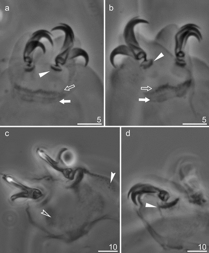 Figure 4. Mesobiotus mandalori sp. nov. —PCM images of claws I, III and IV: (a) — Claw I with smooth lunules (paratype); (b) —Claw III with smooth lunules (paratype); (c) — Claw IV with dented lunules (holotype). (d) — Lunules under claws IV with dented lunules (paratype). Filled flat arrowhead indicates lunules; filled indented arrowheads indicate the granulation; empty indented arrowheads indicate the indicates horseshoe structure connecting the anterior and the posterior claws; empty arrow indicates a single continuous cuticular bar under the claws; filled arrow indicates paired muscle attachments Scale bars in μm.