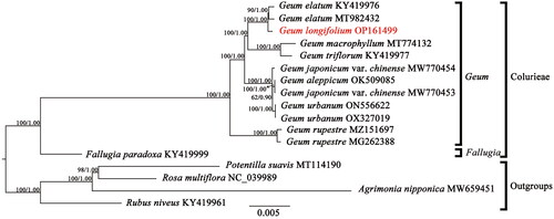 Figure 3. The Maximum-likelihood (ML) phylogenetic tree reconstructed based on 13 cp genome sequences from Colurieae plus four other Rosoideae species as outgroups. Values along branch represent ML bootstrap percentages, and Bayesian posterior probabilities respectively. The following sequences were used: Geum elatum KY419976 (Zhang et al. Citation2017), Geum elatum MT982432, Geum longifolium OP161499, Geum macrophyllum MT774132 (Li and Wen Citation2021), Geum triflorum KY419977 (Zhang et al. Citation2017), Geum japonicum var. chinense MW770454, Geum japonicum var. chinense MW770453, Geum aleppicum OK509085 (Zhang et al. Citation2022), Geum urbanum ON556622, Geum urbanum OX327019, Geum rupestre MZ151697, Geum rupestre MG262388 (Duan et al. Citation2018), fallugia paradoxa KY419999 (Zhang et al. Citation2017), Potentilla suavis MT114190 (Li et al. Citation2020), Rosa multiflora NC_039989, Agrimonia nipponica MW659451, and Rubus niveus KY419961 (Zhang et al. Citation2017).