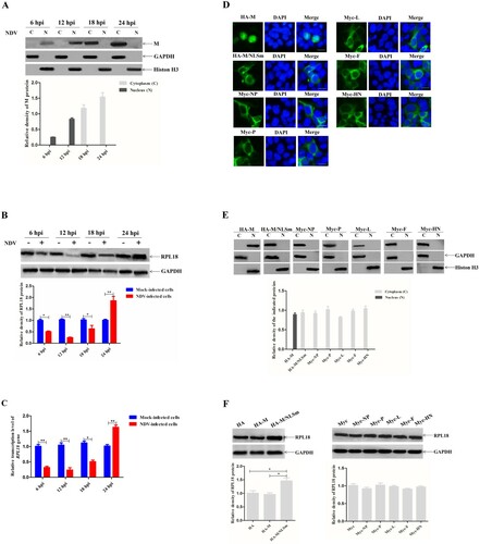 Figure 1. The increased expression of RPL18 is associated with the presence of cytoplasmic NDV M protein. The expression level of M protein (A) and RPL18 (B) was examined by western blotting. BSR-T7/5 cells were infected with NDV strain rSS1GFP at an MOI of 1, and the expression of M protein and RPL18 was detected at 6, 12, 18 and 24 hpi, respectively. The relative expression levels of the M protein and RPL18 compared to control GAPDH or histone H3 expression levels were determined by densitometry using ImageJ software version 1.8.0. (C) The effect of rSS1GFP infection on the transcription level of RPL18 gene at 6, 12, 18 and 24 hpi. (D) The subcellular localization of HA- or Myc-tagged viral proteins. The recombinant plasmids were transfected into BSR-T7/5 cells, and indirect immunofluorescence assay was used to observe the fluorescence of HA- and Myc-tagged viral proteins at 36 hpt. DAPI was used to detect nuclei. The original magnification was 1 × 200. Scale bars represent 10 μm. (E) The expression of HA- or Myc-tagged viral proteins was examined by western blotting. The recombinant plasmids were transfected into BSR-T7/5 cells, and the recombinant proteins in nuclear (N) and cytoplasmic (C) extracts were detected at 36 hpt. The relative expression levels of the recombinant proteins compared to control GAPDH or histone H3 expression levels were determined by densitometry using ImageJ software version 1.8.0. (F) The effect of HA- or Myc-tagged viral proteins on the expression of RPL18. BSR-T7/5 cells were transfected with the recombinant plasmids and the expression of RPL18 was examined at 36 hpt. The relative expression level of RPL18 compared to control GAPDH expression level was determined by densitometry using ImageJ software version 1.8.0.