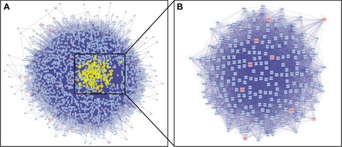 Figure 3 PPI network of DRTs and PRTs.