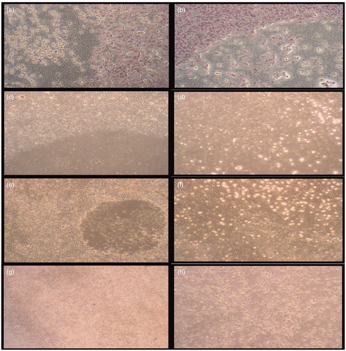 Figure 4. Morphological observation of the wounded edge and centre of HS2 cell cultures. (a,b) Negative cell control (4×, 10×); (c,d) cream control (4×, 10×); (e,f) cream with 0.5% Spirulina platensis extract (4×, 10×); (g,h) cream with 1.125% S. platensis extract (4×, 10×) cell migration and wound healing for 5 d.