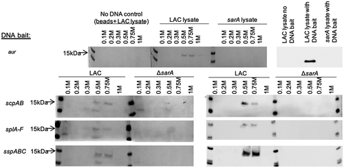 Figure 1. Examination of captured proteins by SDS-PAGE and Western blot. The region extending ~400 bp upstream of the genes and/or operons encoding extracellular proteases indicated on the left were used as DNA baits to capture proteins from whole cell lysates prepared from the USA300 strain LAC or its isogenic sarA mutant (ΔsarA). Proteins were eluted with increasing concentrations of salt and examined by SDS-PAGE (left side of each panel) and Western blot using an anti-SarA antibody (right side of each panel). Control samples included experiments done with a LAC lysate and no DNA ait (top)