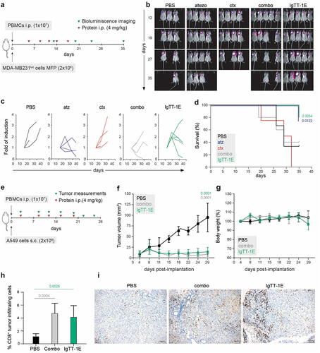 Figure 4. IgTT-1E treatment promoted significant tumor growth inhibition in NSG mouse models. (a) Timeline of experimental design. MDA-MB-231Luc cells were implanted into the right mammary fat pad (MFP) of NSG mice, and human PBMC were injected intraperitoneally (i.P.). Mice were treated with five i.P. injections of PBS, atz, ctx, atz + ctx (combo) or IgTT-1E. (b) Weekly bioluminescence imaging showing tumor progression. (c) Quantification of tumor burden (as bioluminescence fold induction from each mouse) at the indicated time points. (d) Kaplan-Meier plot of survival data. (e) Timeline of experimental design. NSG mice were subcutaneously (s.C.) inoculated with A549 tumor cells and i.P. with human PBMC, follow by five i.P. injections of PBS, atz + ctx combo or IgTT-1E. Tumor progression was monitored weekly by diameter measuring. (f) Average tumor volume growth in each mice group. Data are presented as the mean ± SD. Significance was determined by one-way ANOVA adjusted by the Bonferroni correction for multiple comparison test. (g) Change in mouse body weight over time for each group. (h) Quantitative analysis of intratumoral CD8+ T cells in paraffin-embedded mouse tumor tissue (PBS n = 4, combo n = 6, IgTT-1E n = 6) by immunohistochemistry. Data were calculated as percentage of CD8+ versus total cell number and presented as mean ± SD. Significance was measured by one-way ANOVA with Dunnett’s multiple comparisons test. (i) Immunohistochemical staining for CD8 of representative tissue slides from the tumor of mice treated with PBS, atz + ctx combo or IgTT-1E. Scale bars (100 µm) are shown.