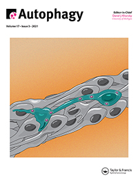 Cover image for Autophagy, Volume 17, Issue 3, 2021