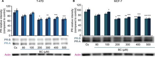 Figure 2 (A) Black cohosh downregulates PR protein expression in T-47D cells. (B) BC downregulates PR protein expression in MCF-7 cells.