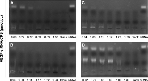 Figure 1 The agarose gel electrophoresis of VEGF-siRNA and CRS with different concentrations.