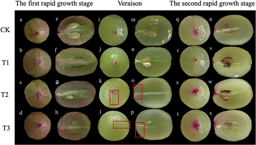 Figure 11. Dye transport distribution in ‘Shine Muscat’ grapes in the first rapid growth stage (A-H), veraison (I-P), and the second rapid growth stage (Q-X) subjected to CK(a、e、i、m、q、u)、T1(b、f、j、n、r、v)、T2(c、g、k、o、s、w) and T3(d、h、l、p、t、x) treatments.