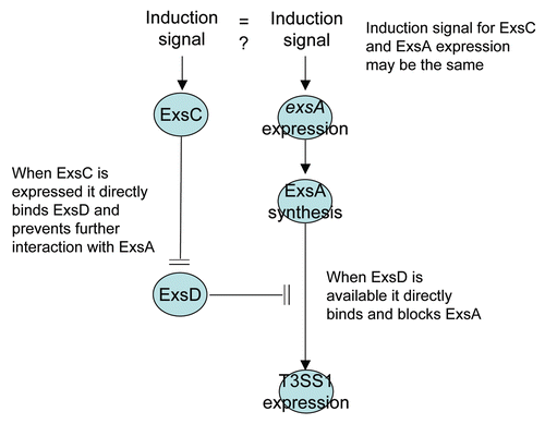 Figure 11 A model illustrating the regulation of T3SS1 genes. When ExsD is present in molar excess of ExsC, ExsD binds ExsA and blocks transcriptional promoter activity. T3SS1 genes are expressed when ExsC binds ExsD or if ExsA is synthesized to a molar concentration in excess of the ExsD concentration. The induction signal for ExsC has not been identified and there is no direct evidence whether or not the same or independent induction signal is required to express and synthesize ExsA (the latter can occur independently of ExsC; Fig. 4).