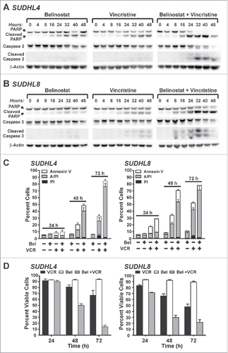 Figure 3. Belinostat combined with low dose microtubule targeting agents act synergistically to induce apoptosis in HDACi-resistant DLBCL cell lines. A,B) SUDHL4 (A) or SUDHL8 (B) cells were treated with belinostat, vincristine, or the combination for up to 48 h. Vincristine concentrations were 5 nM for SUDHL4 and 3 nM for SUDHL8. Cell lysates were subjected to Western blotting with antibodies against PARP (cleaved and uncleaved), Caspase 3 (cleaved and uncleaved), and β-actin. C,D) SUDHL4 or SUDHL8 cells were treated with DMSO, belinostat (Bel), vincristine (VCR), or the combination for 24, 48, and 72 h and subjected to the Annexin V/PI uptake assay. (C) The number of cells staining positive for PtdIns, Annexin V, or both is shown graphically for 3–4 independent replicates. (D) The number of viable cells (negative staining for PI and/or Annexin V) from 3–4 independent replicates is shown graphically. Error bars represent SEM.