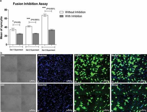 Figure 3. Image showing fusion inhibition assay of SCFM1 with its target VERO cells. A decrease in the number of syncitia formation was observed upon inhibition of fusion using an antibody specific for SARS-CoV2 S protein