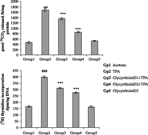Figure 2 Effect of pretreatment of mice with Glycyrrhizin on TPA – mediated enhancement of ornithine decarboxylase (ODC) activity and 3H incorporation in skin DNA in mice. Each value represents mean ± SE of six animals. Acetone-treated group served as control. Values marked with asterisks differ significantly from the corresponding value for mice treated with TPA – treated control (***p < 0.001). Values marked with hatch differ significantly from the corresponding value for acetone-treated control (###p < 0.001).