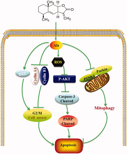 Figure 7. A proposed mechanism of Ala-induced apoptosis in HepG2 cells.