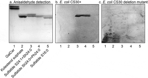 Figure 7. Binding of CS30 expressing E. coli to sulfatides with variant ceramides. Thin-layer chromatogram detected with anisaldehyde (a), and autoradiograms obtained by binding of the CS30 expressing E. coli strain E873 (b), and the mutant E. coli strain E873ΔcsmA, lacking the major subunit CsmA (c). The glycosphingolipids were separated on aluminum-backed silica gel plates, using chloroform/methanol/water 60:35:8 (by volume) as solvent system, and the binding assays were done as described under “Materials and methods.” Autoradiography was for 12 h. The lanes were: Lane 1, galactosylceramide (Galβ1Cer), 4 μg; Lane 2, cholesterol sulfate, 4 μg; Lane 3, sulfatide (SO3-Galβ1Cer) with d18:1–24:1 and d18:1-h24:0 ceramide, 2 μg; Lane 4, sulfatide with d18:1-h24:0 and t18:0-h24:0 ceramide, 2 μg; Lane 5, sulfatide with d18:1–16:0 ceramide, 2 μg