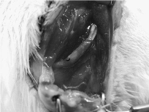 Figure 11. 7 days after small gap sleeve bridging. The conduit and the two stumps create a relative airtight lacuna.