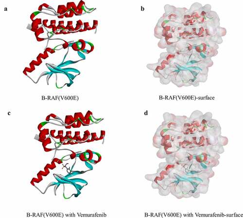 Figure 1. Molecular structure of B-RAF(V600E). (a) Initial molecular structure. (b) Surface of binding area added. Blue represents positive charge, and red represents negative charge. (c) Vemurafenib of binding area added