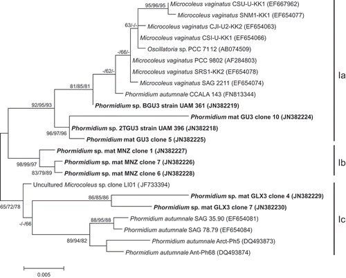 Fig. 26. Maximum likelihood tree constructed including only complete or nearly complete 16S rRNA gene sequences (E. coli positions 41–1567, or at least about 1300 bp) of representatives of clade I in previous tree (Fig. 25), showing the position of the sequences obtained from the present study (in bold). Numbers near nodes indicate bootstrap values greater than or equal to 60% for ML, NJ, and MP analyses.