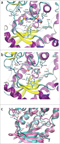 Figure 4. Putative binding modes predicted using the RET1 homology model. a) Ataciguat (1) and b) Exifone (2) docked in the RET1 apo binding site showing the most populated cluster. In a) and b), the protein fold is shown in cartoons representation, colored by secondary structure (β-sheet in yellow, α-helix in purple, loops in cyan). The extensive N-terminal domain β-loop containing the Arg358-Glu657 salt bridge (labeled) helps to create a snug binding site for inhibitor. c) Overlay of RET1 homology model (cyan, with sidechains in CPK format) and CID1 crystal structure (all mauve). The residues of CID1 crystal structure are labeled, while those of the RET1 homology model are unlabelled but are shown in the same orientation as in a) and b). The presence of His336 in CID1 increases the electrostatic potential at the top of the binding site, leading to separation of Glu333 and Arg137 (residues corresponding to those that form the Arg358-Glu657 salt bridge in RET1) leading to a more open binding site in CID1.