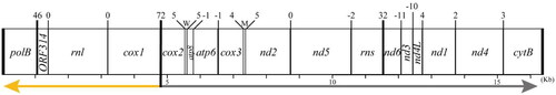 Figure 2. Gene map of the mitochondrial genome of the species. It forms a linear structure and is composed of 15 protein-coding genes, 2 tRNAs (M and W), and 2 rRNAs. Upper numbers indicate intergenic spacers, and lower numbers and graduations indicate the length. Lower arrows provide the orientation of the strands (yellow: reverse, gray: forward).