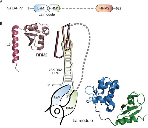 Figure 1. Two RNA-binding platforms within the LARP7 protein mediate contacts to RNA. (A) Schematic overview of the domain organization of human LARP7. The N-terminal La motif (LaM, blue) and the adjacent RNA recognition motif (RRM1, green) form the so-called La module, the common hallmark of LARPs. A flexible linker (dashed line, grey) connects it to the C-terminal RRM2 (salmon). (B) Graphical representation of the binding of LARP7 to terminal hairpin of the 7SK RNA (HP4, yellow) according to the structural studies by Uchikawa et al. (2015) and Eichhorn et al. (2018). The La module is represented as a clamp pinching the single-stranded 3ʹ end of HP4, the RRM2 as a clip inserted on top of the apical loop. The corresponding structures are shown at the sides and were depicted using PyMOL (https://pymol.org/2/) and the data deposited in the Protein Data Bank (PDB): 4WKR for the La module and 6D12 for the RRM2, starting from residue 456. Colours as in (A) with the α3-helix highlighted by darker colouring