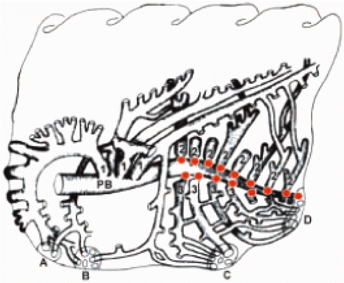 Figure 2. Schematic drawing of a chicken lung indicating locations of BALT. PB = primary bronchus; 1 = medioventral secondary bronchi; 2 = mediodorsal secondary bronchi; 3 = lateroventral secondary bronchi; A–D = openings into the air sacs. BALT nodules are indicated as orange dots (Reese et al. Citation2006).