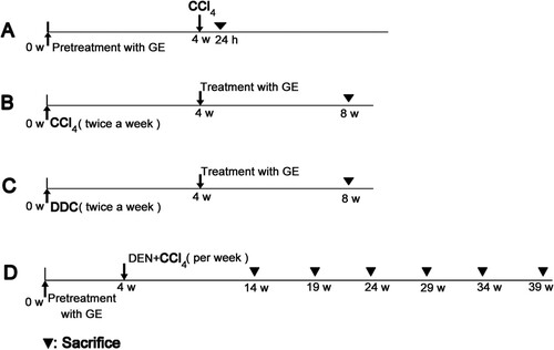 Scheme 1. The scheme of the experimental design. (A) Acute liver injury model; (B) Liver fibrosis model; (C) Liver cirrhosis model; (D) Hepatocellular carcinoma model.