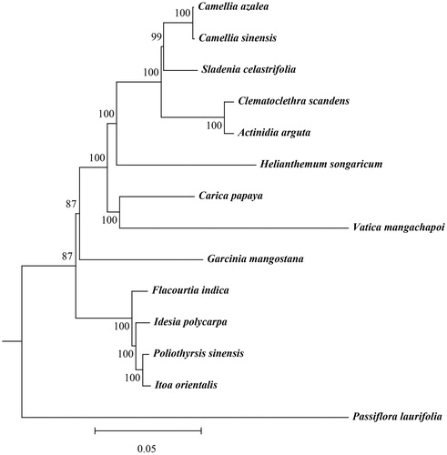 Figure 1. Phylogenetic tree constructed based on 14 species of chloroplast genomes. Accession numbers: Flacourtia indica (NC_037410); Poliothyrsis sinensis (NC_037412); Idesia polycarpa (KX229742); Itoa orientalis (MG262342); Carica papaya (EU431223); Vatica mangachapoi (MH716496); Sladenia celastrifolia (NC_035707); Actinidia arguta (MG744576); Clematoclethra scandens (KX345299); Camellia azalea (KY856741); Garcinia mangostana (NC_036341); Passiflora laurifolia (MF807939); Helianthemum songaricum (MK776534); Camellia sinensis (KC143082).