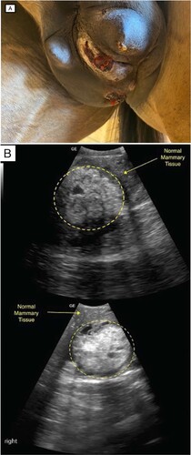 Figure 1. (A) Photograph of lesions on the mammary gland of an 18-year-old Thoroughbred mare, showing visible enlargement of the left gland with multiple exudative ulcerated lesions and discharge from the left teat. (B) Ultrasound images of the left (top) and right (bottom) mammary glands showing areas of mixed echogenicity with microlobulated margins and an abrupt interface between the mass and normal mammary tissue (circle).