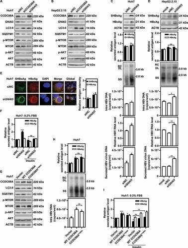 Figure 8. Silencing either CCDC88A or its other effector GNAI3 contributes to autophagic flux, but CCDC88A silencing and GNAI3 silencing have opposite effects on HBV replication. (A) Huh7 cells transiently transfected with pSM2 or (B) HepG2.2.15 cells were transfected with siCCDC88A or siGNAI3, and harvested after 72 h. The expression levels of CCDC88A, GNAI3, AKT, p-AKT, MTOR, p-MTOR, LC3 and SQSTM1 were evaluated. (C) Huh7 cells transiently transfected with pSM2 or (D) HepG2.2.15 cells were transfected with siGNAI3 or siNC, and harvested after 72 h. The HBV gene expression and replication were measured. (E) Huh7 cells were cotransfected with pSM2 and siGNAI3 or siNC, and harvested after 72 h. The expression of SHBsAg and HBcAg was evaluated. Scale bar: 10 μm. The fluorescence intensity of SHBsAg and HBcAg were analyzed using ImageJ software. The results presented in the graphs were calculated from at least 5 cells. (F) Huh7 cells were cotransfected with pSM2 and siGNAI3; then, the cells were cultured with 0.2% FBS and treated with 10 μM insulin, and harvested after 72 h. The expression of HBsAg and HBeAg was analyzed. (G and H) Huh7 cells were transfected with the WT CCDC88A plasmid or CCDC88AF1685A plasmid (a plasmid expressing a GNAI3 binding-inactivated CCDC88A mutant) for 72 h. The expression levels of CCDC88A, AKT, p-AKT, MTOR, p-MTOR, LC3 and SQSTM1 (G) and the HBV gene expression and replication (H) were analyzed. (I) Huh7 cells were transfected with the WT CCDC88A plasmid or CCDC88AF1685A plasmid, and then cultured with 0.2% FBS and treated with 10 μM insulin for 72 h. The expression of HBsAg and HBeAg was analyzed. *p < 0.05; **p < 0.01; ***p < 0.001; ns, not significant.